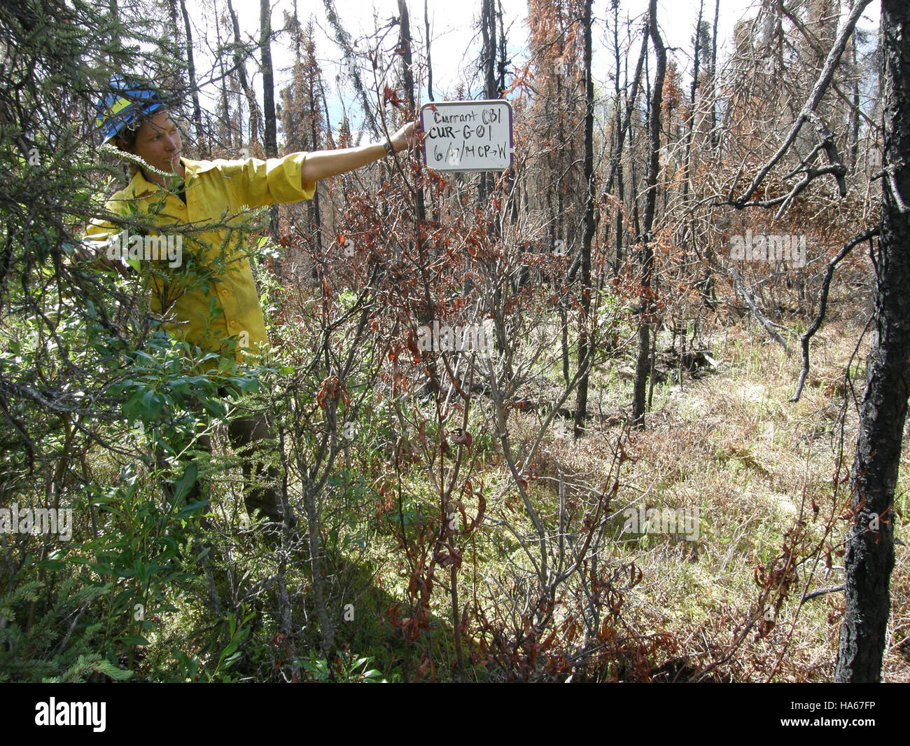 Un'area bruciata di gravità leggera in Alaska mette in evidenza il processo di recupero naturale degli ecosistemi colpiti da incendi. Tali aree sono monitorate ai fini del ripristino ecologico e della valutazione di impatto ambientale a lungo termine. Foto Stock