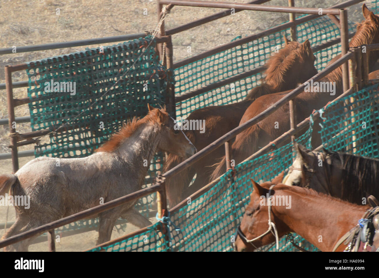 Il Bureau of Land Management (BLM) sovrintende alla gestione dei terreni pubblici e raccoglie dati sulla salute del territorio, promuovendo pratiche sostenibili nelle aree pubbliche del Nevada. Foto Stock