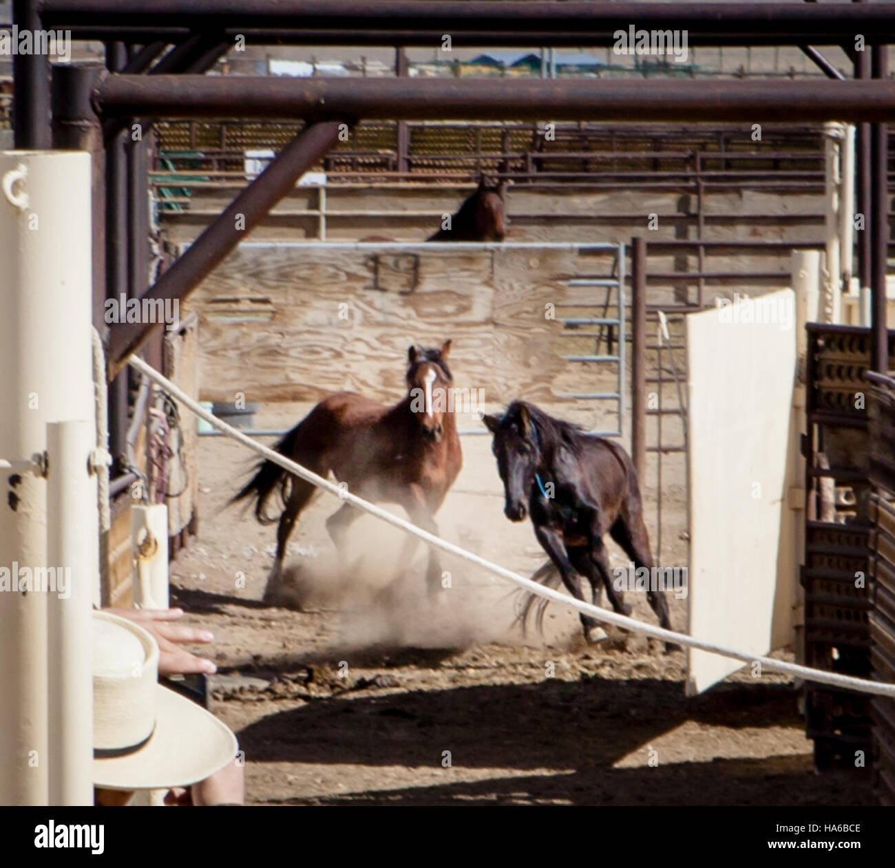 Questo evento in Nevada si concentra sulla gestione delle risorse naturali, lo sviluppo delle politiche e gli sforzi di conservazione volti a bilanciare l'impatto umano e la sostenibilità ambientale nelle terre federali. Foto Stock