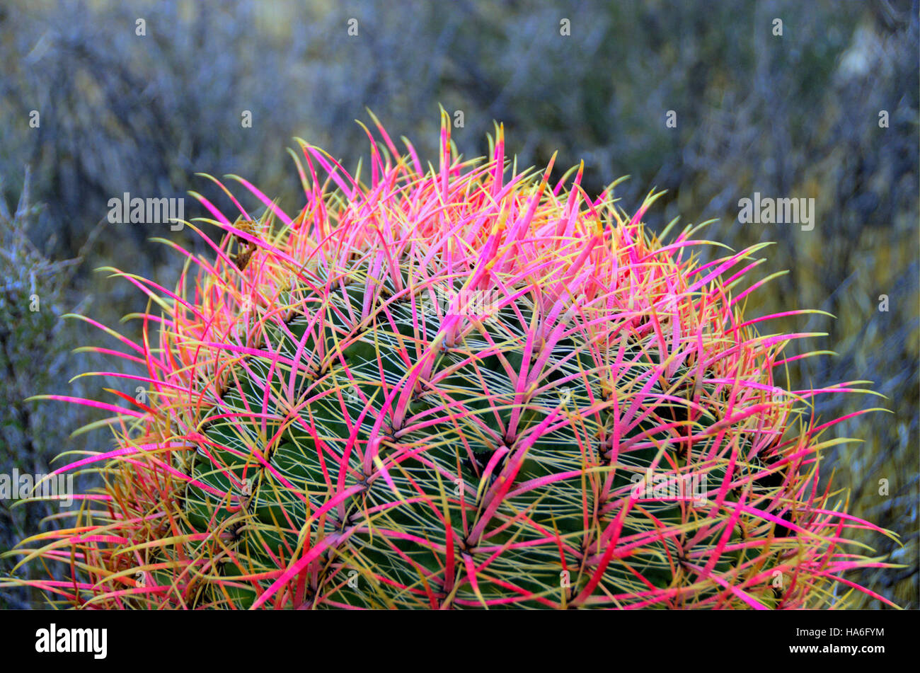 Il cactus a botte, una specie comune nei paesaggi desertici, prospera nei parchi nazionali dove prevalgono condizioni aride. Questa pianta è una parte importante dell'ecosistema desertico, fornendo cibo e riparo alla fauna locale. Foto Stock