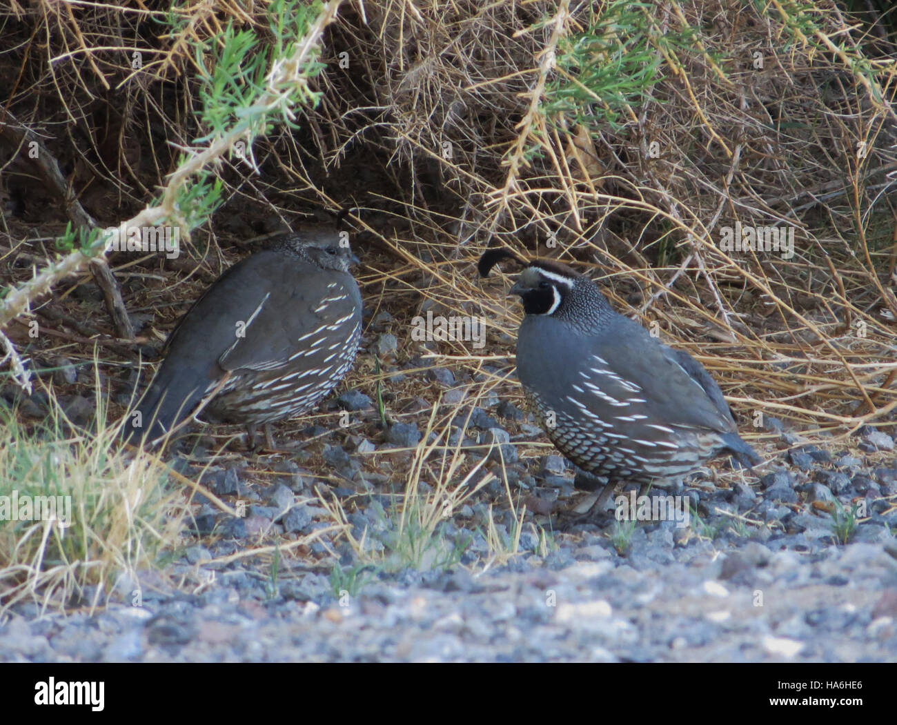 Le quaglie di montagna sono osservate nell'area di Fallon nel Nevada, dove il Bureau of Land Management supervisiona l'uso del territorio e la gestione della fauna selvatica per proteggere le specie locali. Foto Stock