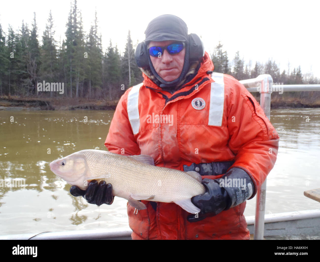 I grandi pesci bianchi sono stati campionati nel fiume Kuskokwim, contribuendo agli sforzi di ricerca per monitorare le popolazioni ittiche e sostenere la gestione sostenibile della pesca in Alaska. Foto Stock