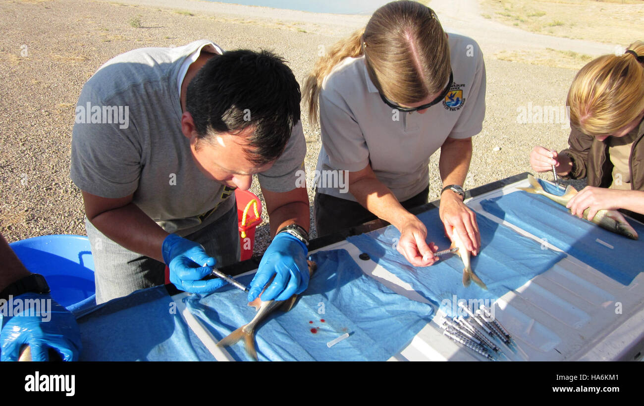 Lo U.S. Fish and Wildlife Service raccoglie campioni di sangue da Bonytail Chub, una specie di pesci in via di estinzione, per la ricerca genetica e le valutazioni sulla salute della popolazione. Questa iniziativa fa parte degli sforzi più ampi per proteggere le specie in via di estinzione e ripristinare gli ecosistemi acquatici per sostenerne la sopravvivenza. Foto Stock