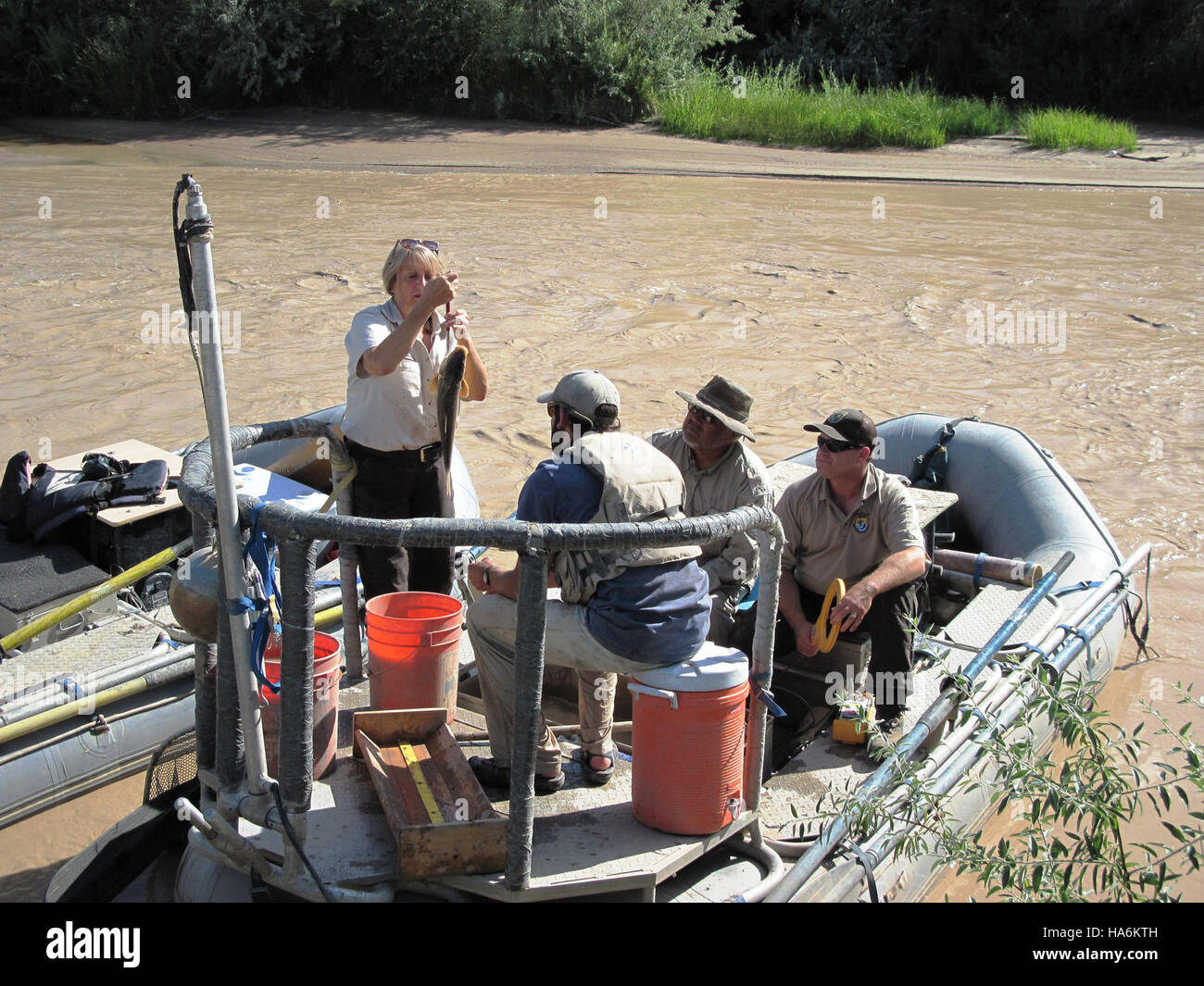 Il personale e i partner della Southwestern Fish Health Unit conducono il campionamento lungo il fiume San Juan nel New Mexico. Il loro lavoro consiste nel valutare la salute delle popolazioni ittiche, contribuire agli sforzi di conservazione e garantire la salute ecologica degli ecosistemi fluviali nella regione. Foto Stock