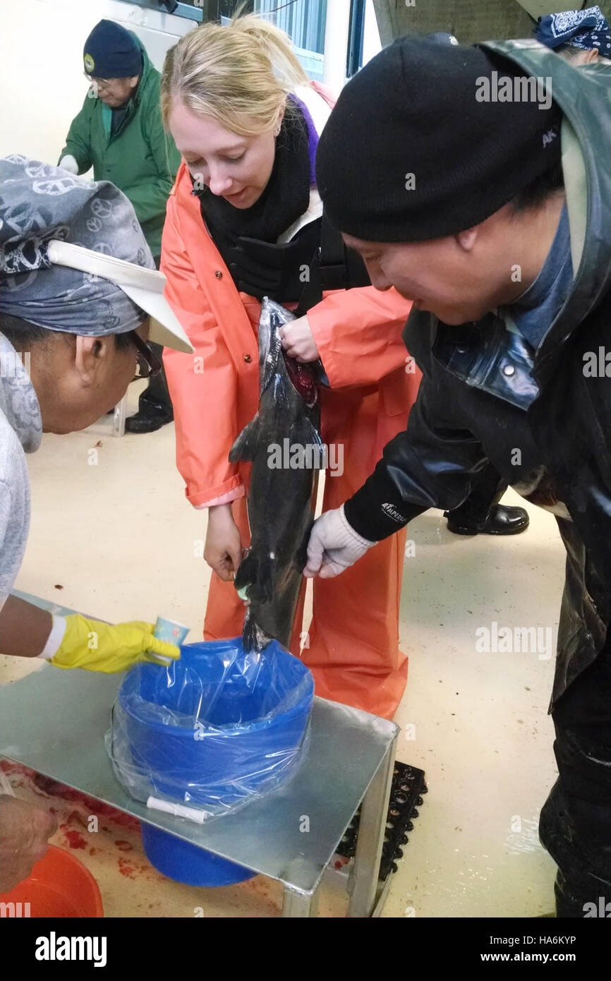 Jenna Roseman, una studentessa veterinaria volontaria, assiste la salute dei pesci durante la stagione autunnale delle uova di Chinook al Nasi forati Tribal Hatchery, contribuendo alla conservazione delle specie e alla gestione dell'incubatoio. Foto Stock