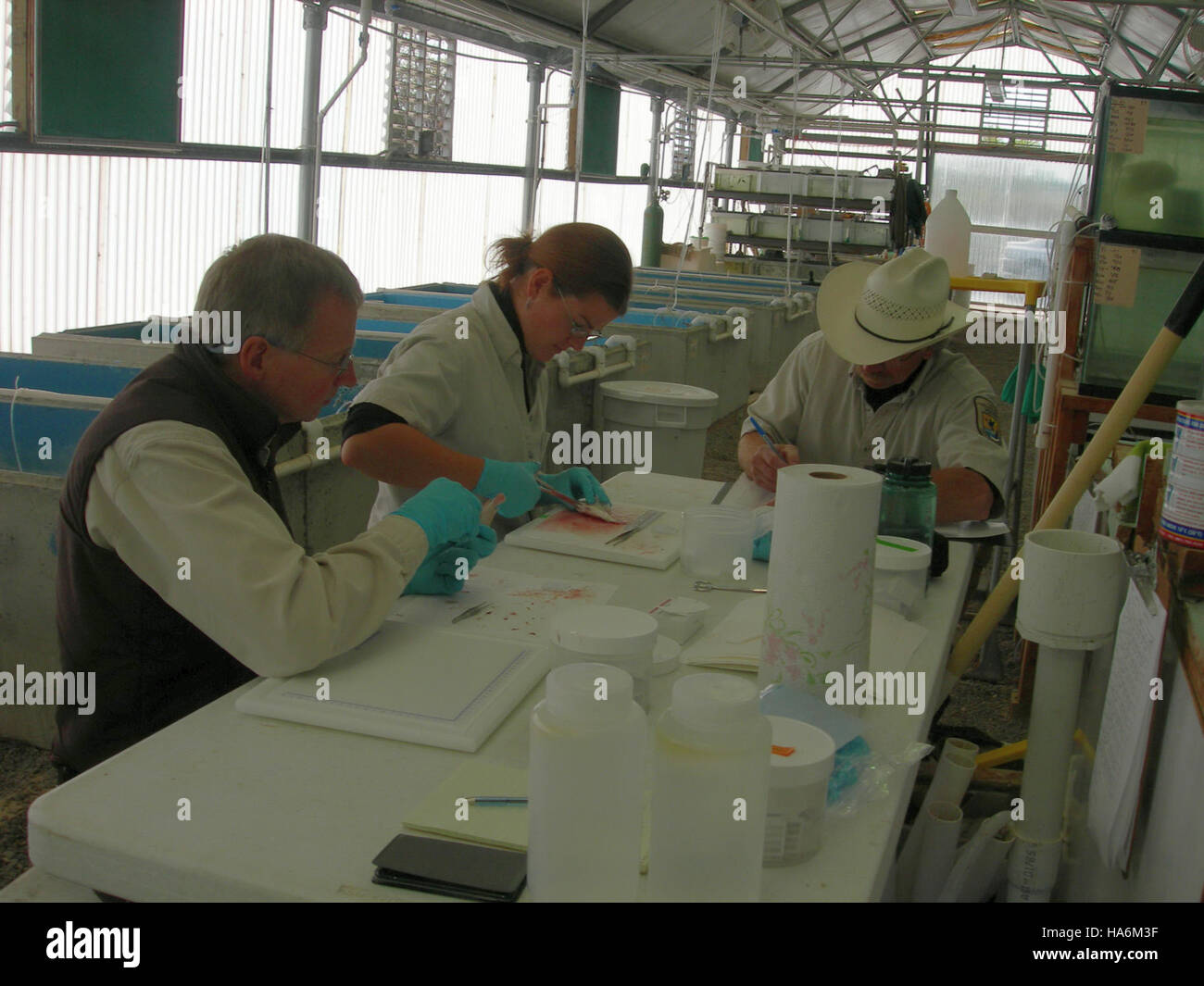 Dan, Molly e Dave conducono un campionamento della tilapia come parte di uno studio 17MT per monitorare la salute delle popolazioni di pesci e dell'ecosistema acquatico. Questa ricerca, guidata dal servizio ittico e naturalistico degli Stati Uniti, contribuisce agli sforzi di conservazione e gestione ambientale. Foto Stock