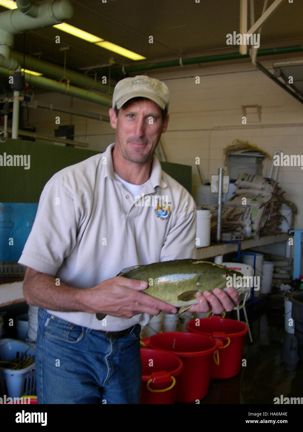 Jim e il branzino sono stati sedati come parte di uno studio INAD, condotto dal Fish and Wildlife Service degli Stati Uniti per monitorare la salute delle popolazioni ittiche e valutare gli effetti delle attività umane sugli ecosistemi acquatici. Foto Stock