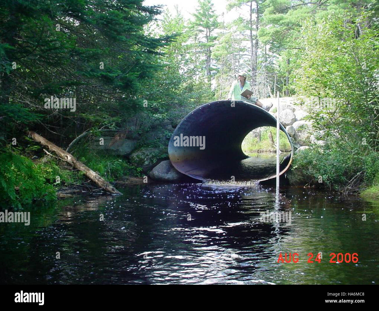Un uccello arroccato in una posizione eccezionalmente alta, che illustra le sfide della fauna selvatica negli habitat estremi. L'immagine riflette l'equilibrio tra la bellezza della natura e le difficoltà di sopravvivenza in ambienti difficili. Foto Stock
