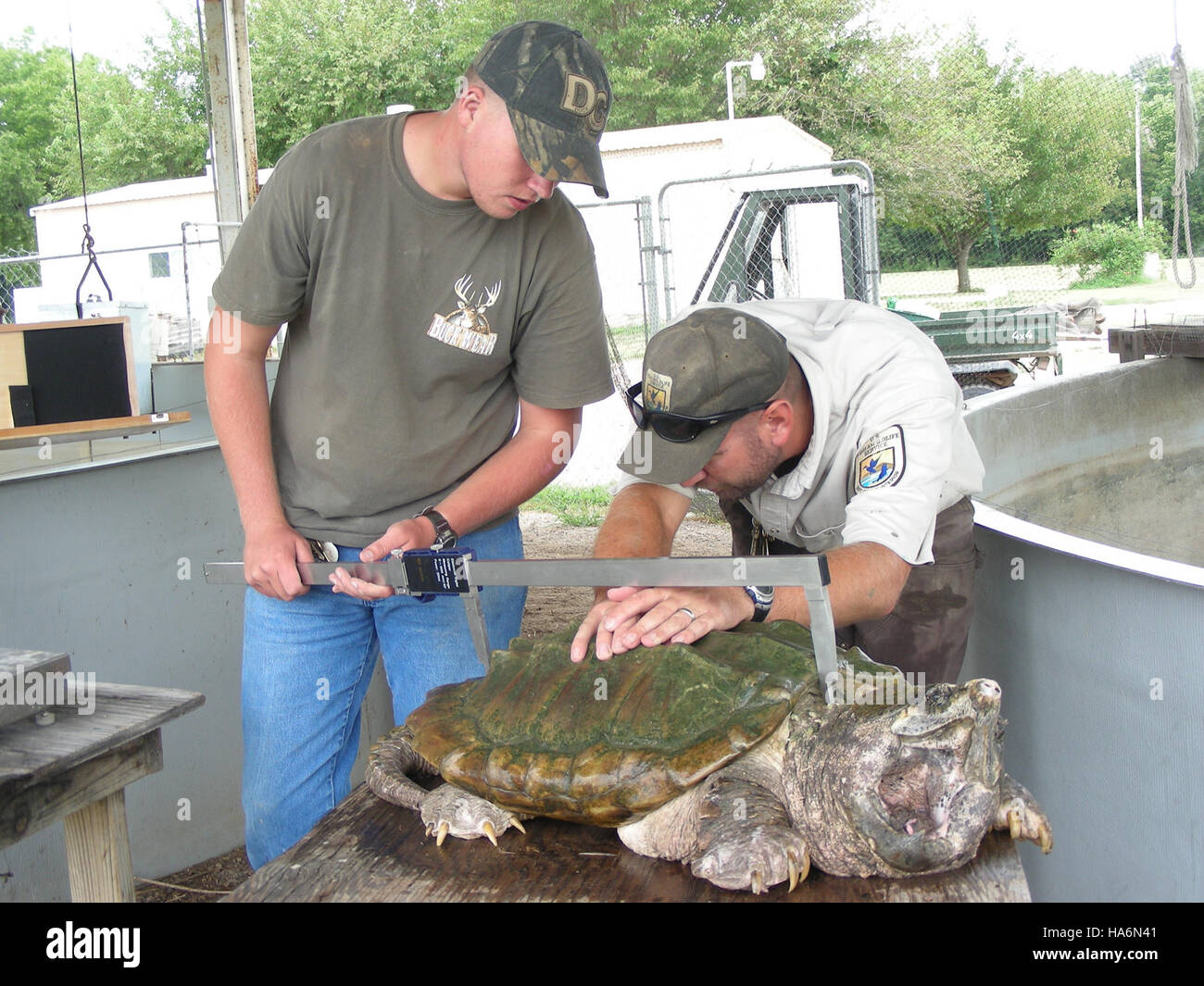 8549768794 eddiesfisheriesfws biologo Brian Fillmore e volontario Randon popoli misurando un alligatore tartaruga snapping Foto Stock