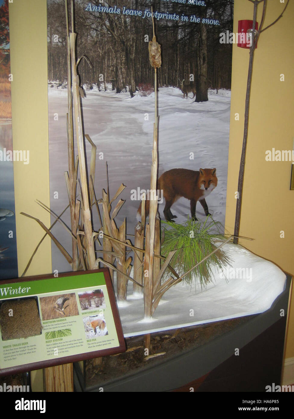 Il Great Swamp National Wildlife Refuge supporta diversi ecosistemi e habitat naturali. Il progetto FWS Recovery Act si concentra sulla conservazione e il miglioramento di questa area naturale attraverso il ripristino dell'habitat e la protezione delle specie. Foto Stock