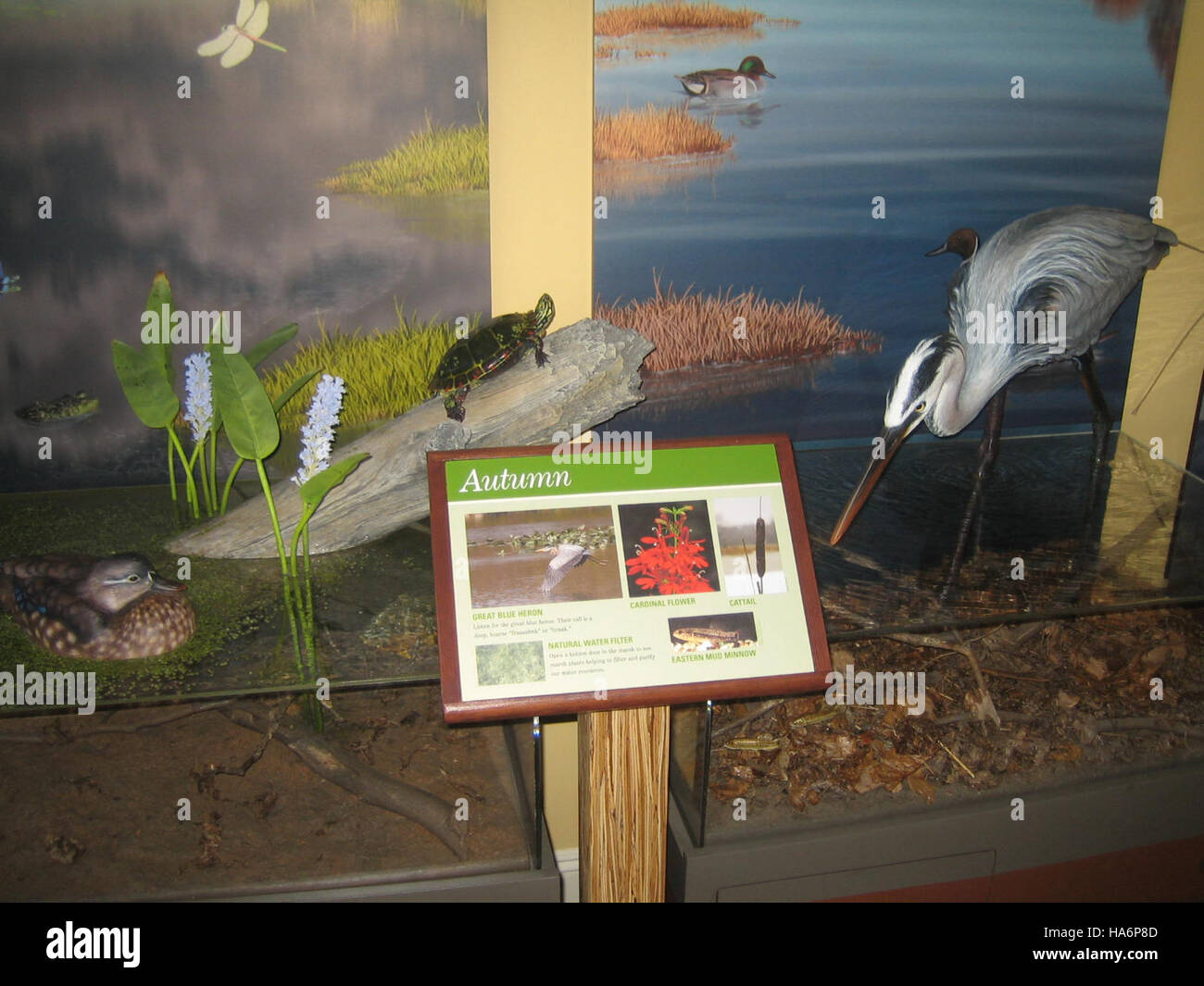 Il Great Swamp National Wildlife Refuge riceve il sostegno del Recovery Act per migliorare gli sforzi di conservazione e l'habitat per la fauna selvatica, tra cui il ripristino delle zone umide e la protezione delle specie. Foto Stock