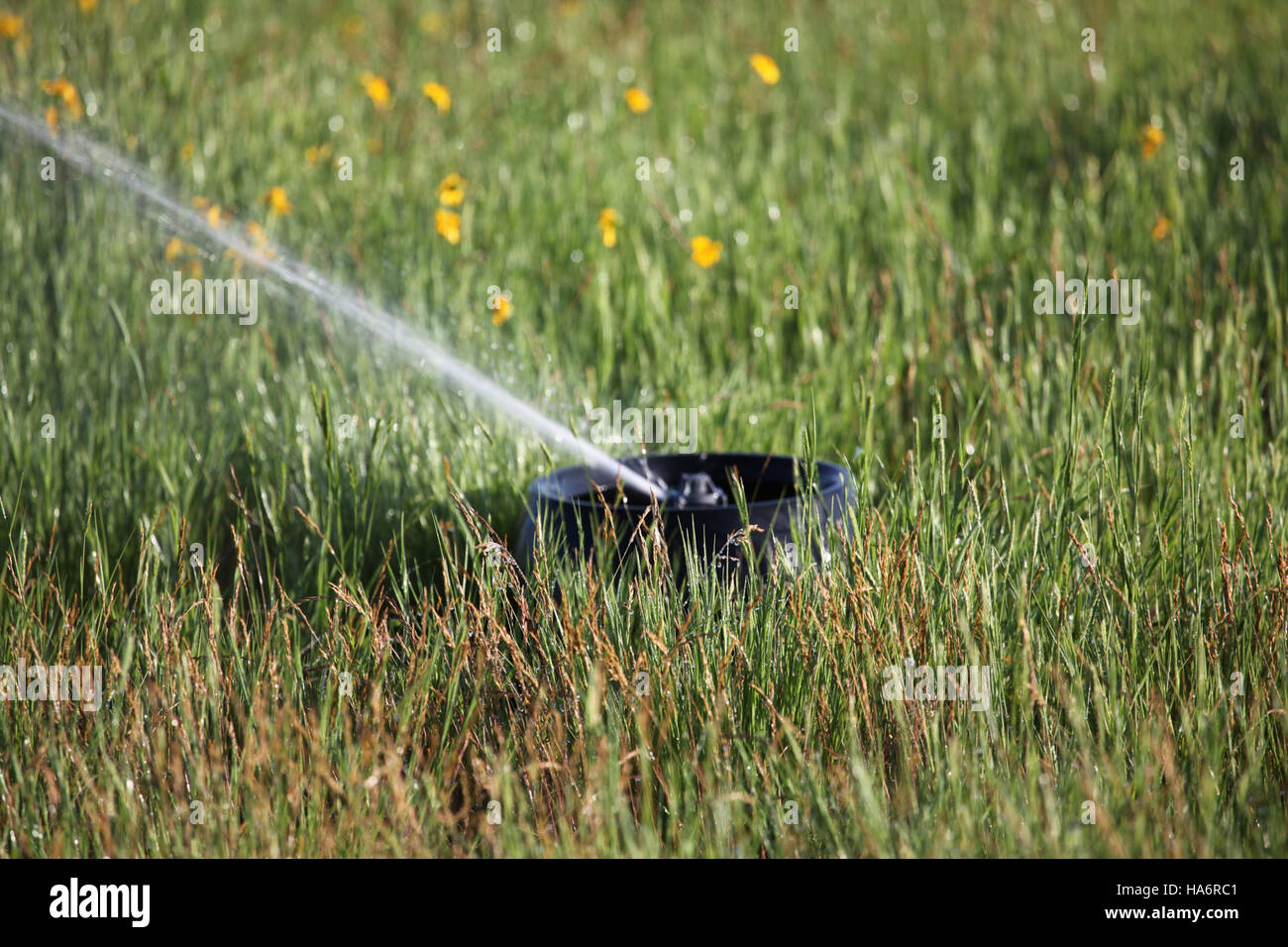 Questa immagine mostra la visione ravvicinata di un progetto relativo alla legge sul recupero della FWS, evidenziando i componenti dettagliati coinvolti nei lavori di restauro e conservazione ambientale facilitati dalla legge. Foto Stock