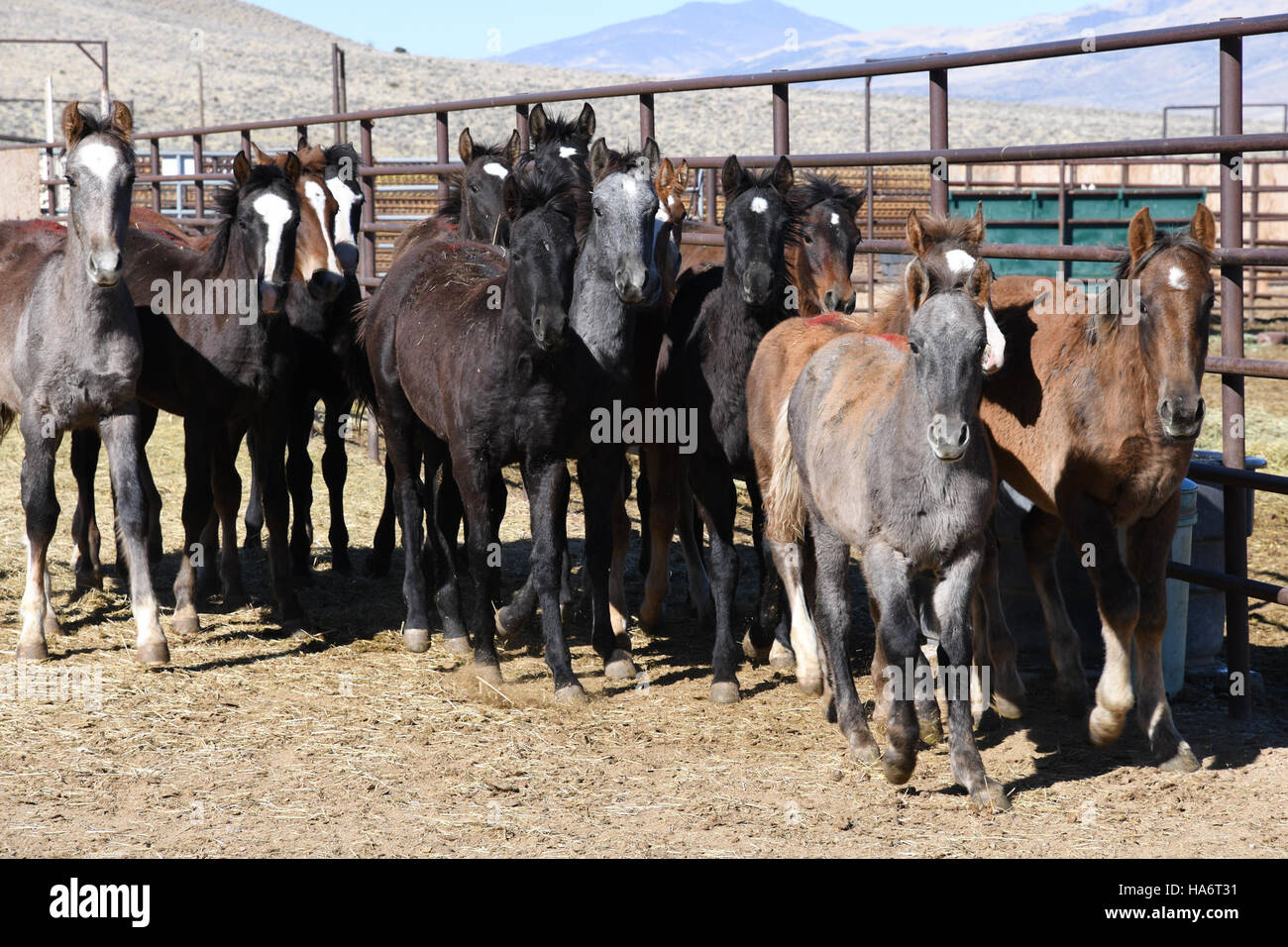 22809641168 blmnevada Owyhee cavalli in PVC Foto Stock