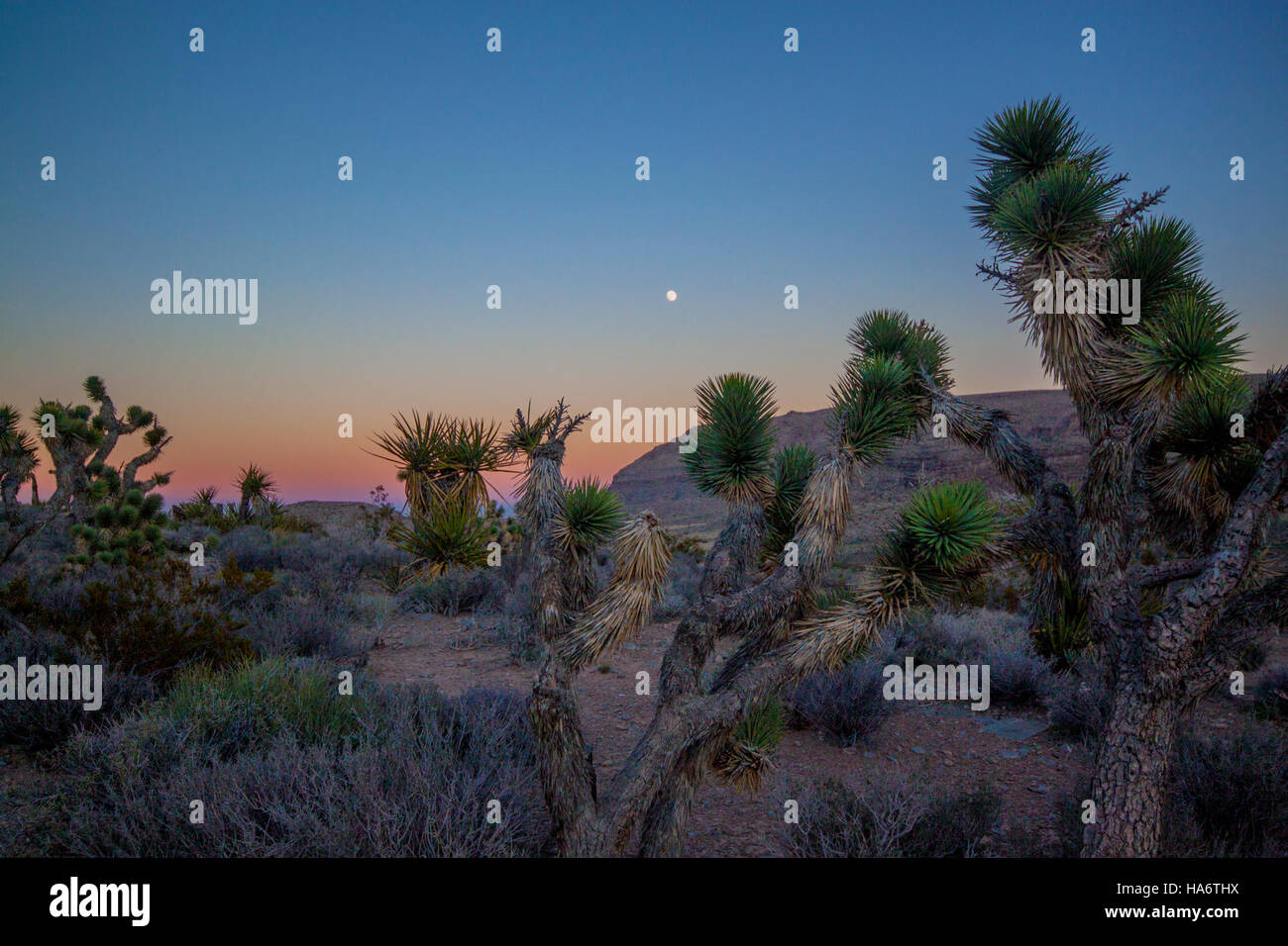 Questa fotografia, scattata da Michelle Jetzer, cattura il paesaggio desertico della Red Rock Canyon National Conservation area al crepuscolo, evidenziando i colori mutevoli e la bellezza tranquilla dell'ambiente desertico. Foto Stock