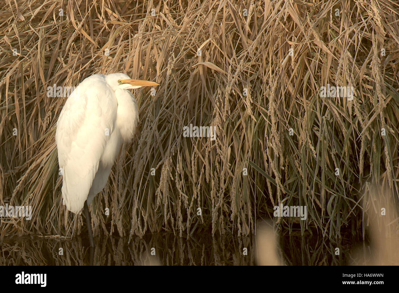 Il Great Egret, visto al Malheur National Wildlife Refuge, è noto per il suo sorprendente piumaggio bianco e le graziose tecniche di caccia. Il rifugio offre un rifugio per una varietà di specie di uccelli e altri animali selvatici, contribuendo alla conservazione della biodiversità. Foto Stock