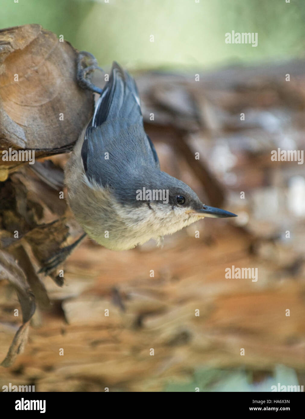 Il Pygmy Nuthatch, una piccola e attiva specie di uccelli, si trova nel Malheur National Wildlife Refuge. Questo uccello giovanile fa parte degli sforzi di conservazione in corso per proteggere la fauna selvatica e preservare gli habitat naturali negli Stati Uniti Foto Stock