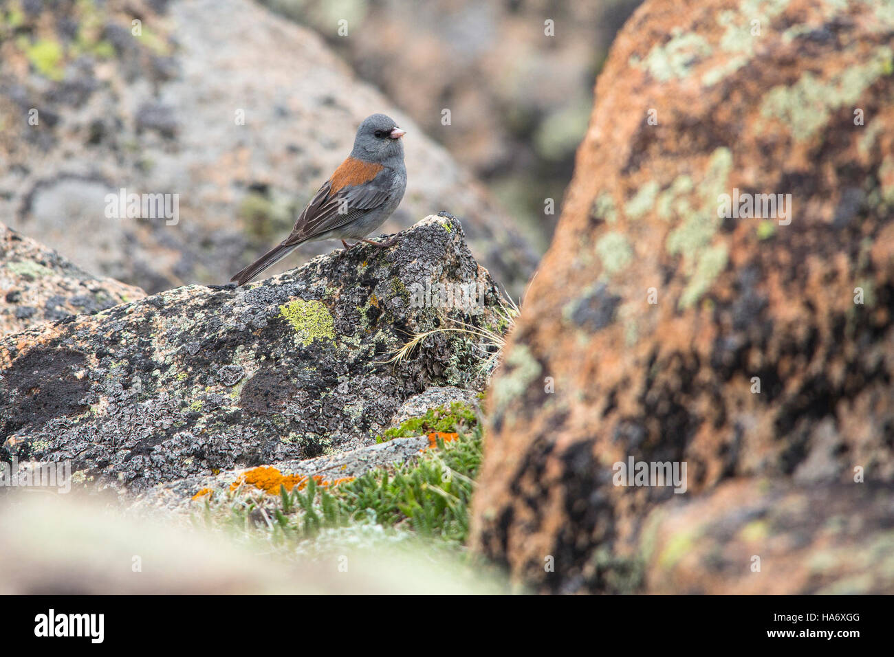La Junco dalla testa grigia (Junco hyemalis ssp. Caniceps) è una sottospecie dello Junco, comunemente diffusa nelle Montagne Rocciose. Conosciuto per la sua distinta testa grigia, questo uccello fa parte della famiglia dei passeri e in genere abita le aree boschive degli Stati Uniti occidentali. Foto Stock