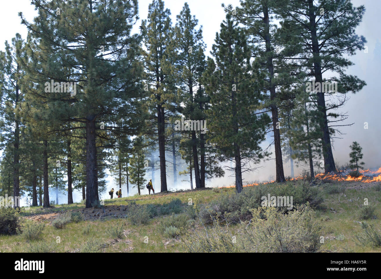 L'analisi del comportamento in caso di incendio aiuta i responsabili del territorio a prevedere e comprendere le dinamiche degli incendi. Il Bureau of Land Management (BLM) utilizza la scienza degli incendi per guidare gli sforzi di prevenzione e soppressione degli incendi nei parchi nazionali e in altri terreni pubblici. Foto Stock