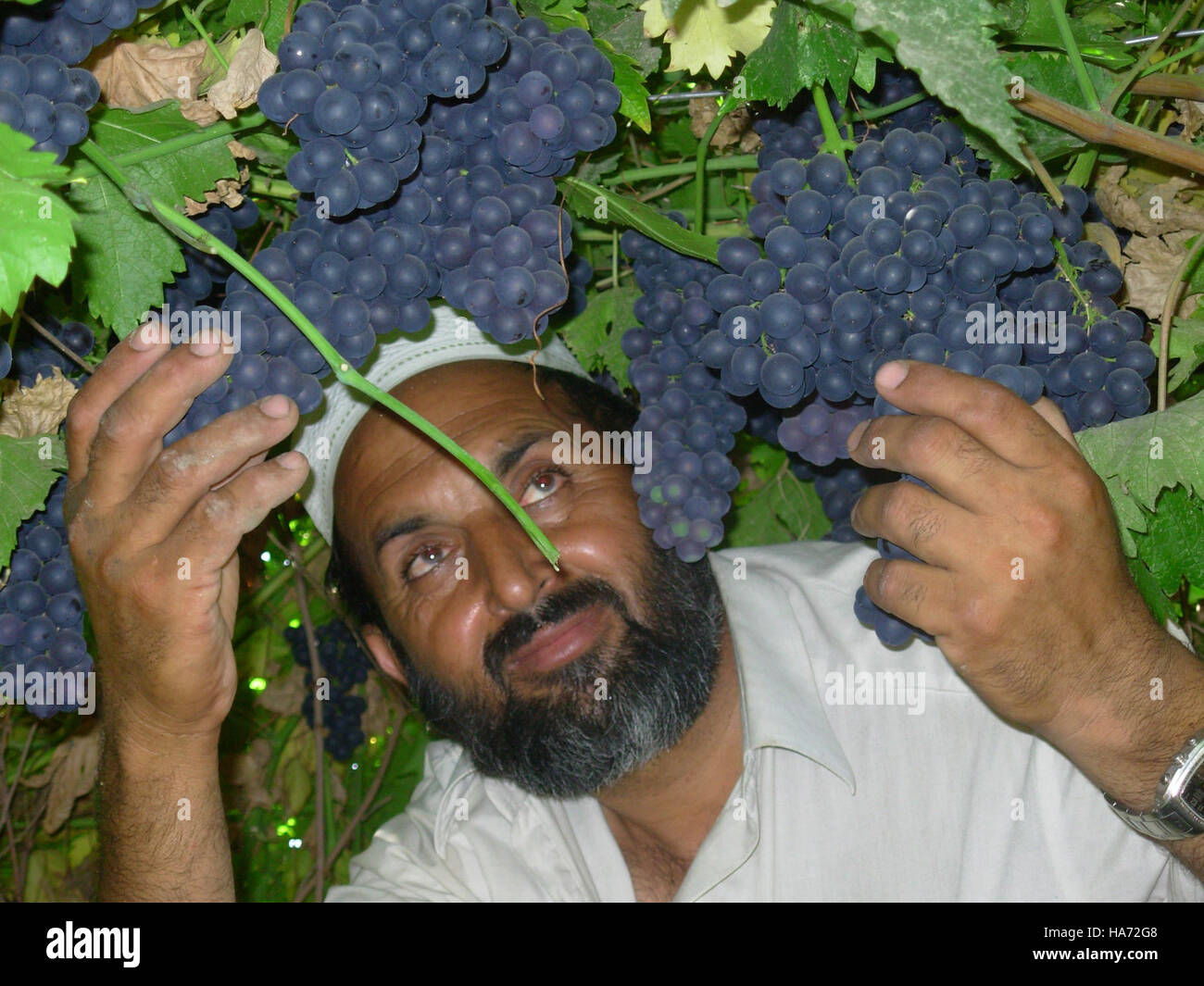Un'immagine di un mucchio di uva, che simboleggia la produzione agricola, con particolare attenzione alla consistenza e alle fasi di crescita del frutto. Foto Stock Un'immagine di un mucchio di uva, che simboleggia la produzione agricola, con particolare attenzione alla consistenza e alle fasi di crescita del frutto. Foto Stock