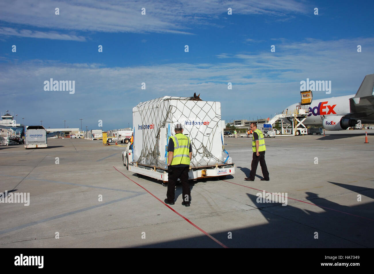 Questa immagine raffigura un cavallo in quarantena in un aeroporto, probabilmente legato ai Giochi equestri mondiali. Il cavallo è collocato in modo sicuro in una scatola come parte del processo di trasporto, garantendo la sua sicurezza e benessere durante i viaggi internazionali per eventi equestri. Foto Stock