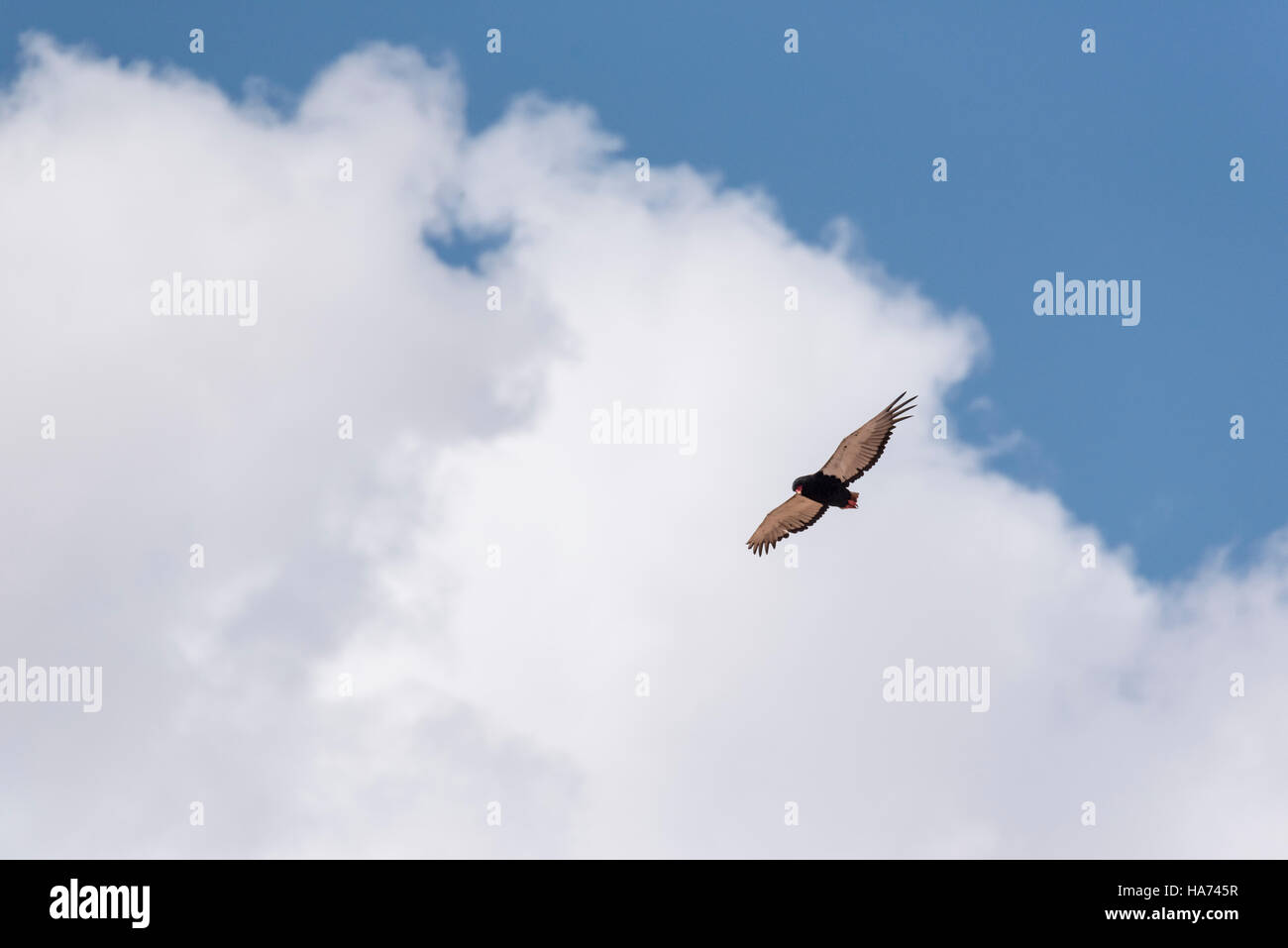 Cerca fino a battenti bateleur eagle Foto Stock