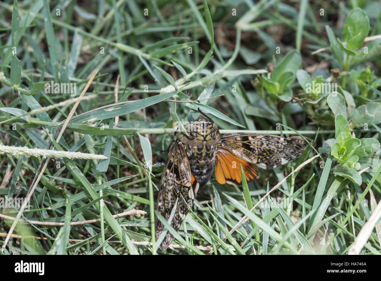 Una cicala con Orange Wings probabilmente dei generi Platypleura Foto Stock