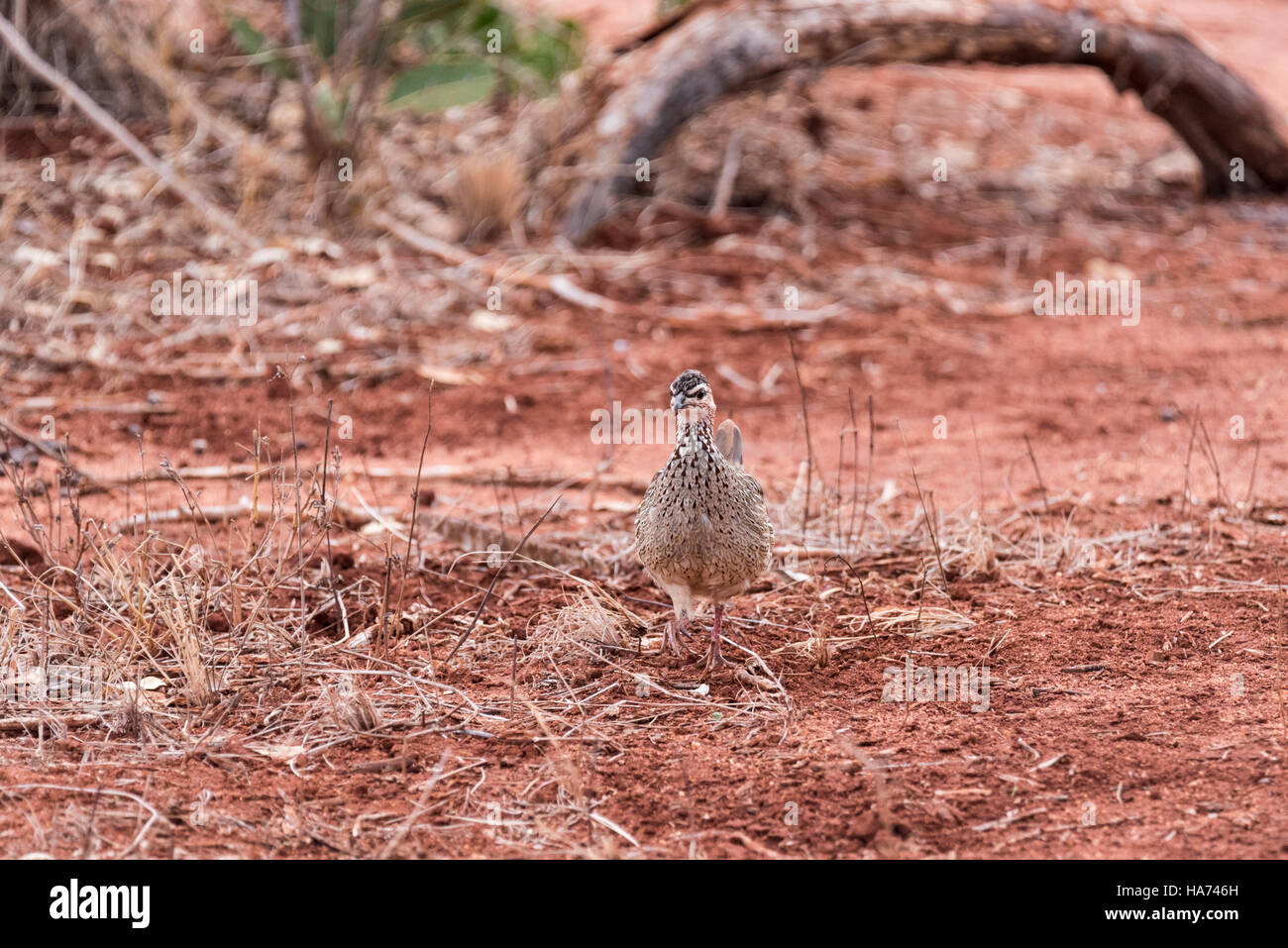 Un permanente Francolin crestato Foto Stock