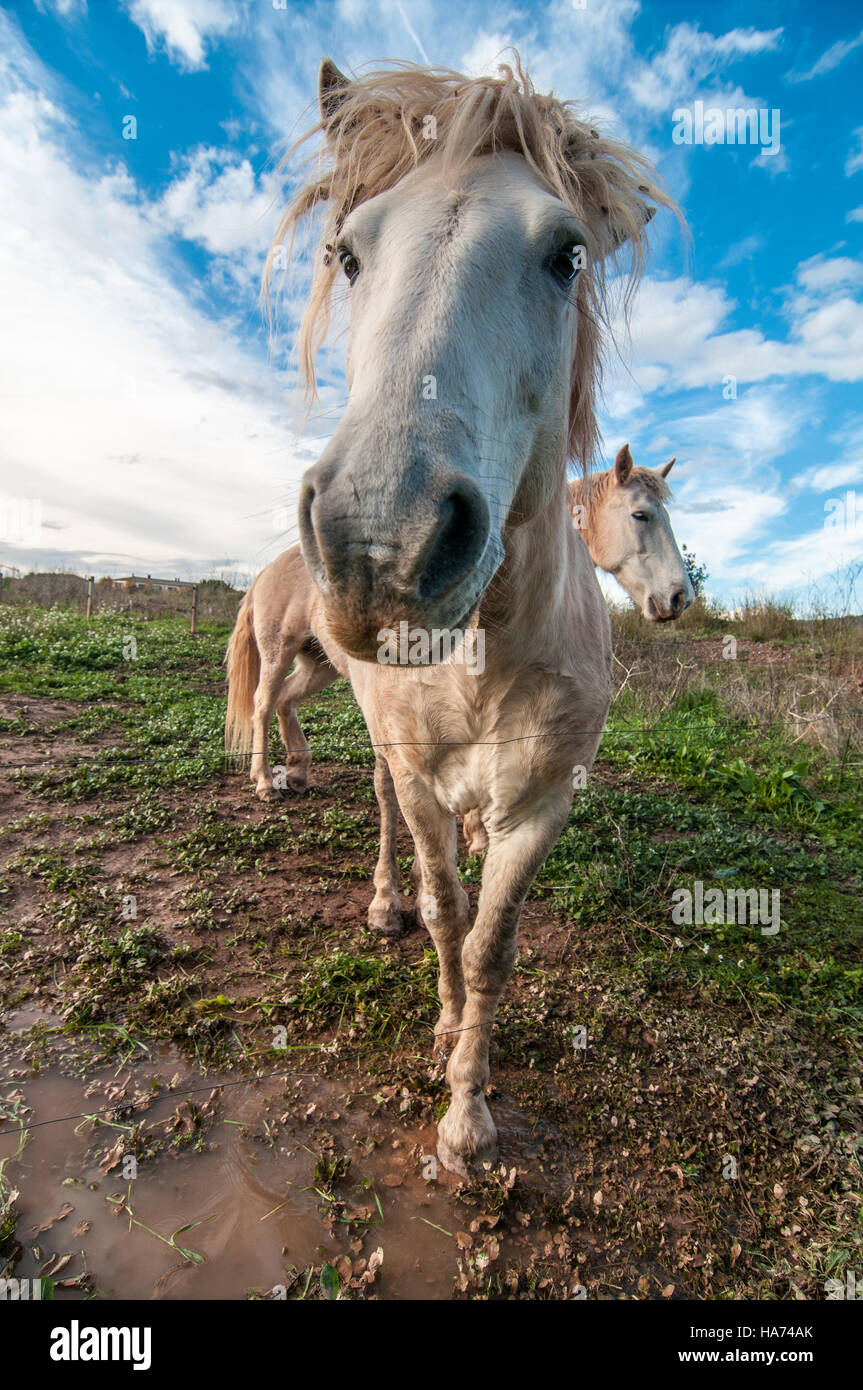 White cavalli Camargue in un cielo blu Foto Stock