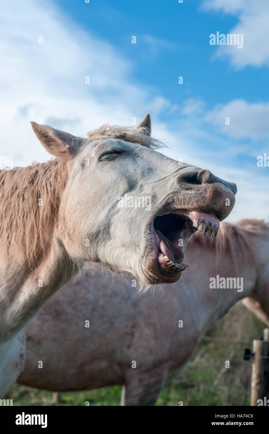 White cavalli Camargue in un cielo blu Foto Stock