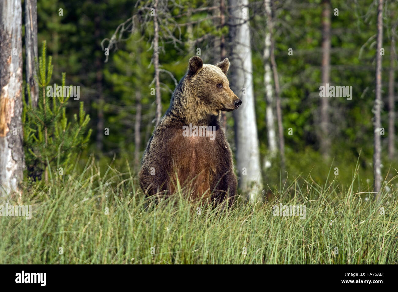 Un orso selvatico in piedi nella foresta Foto Stock