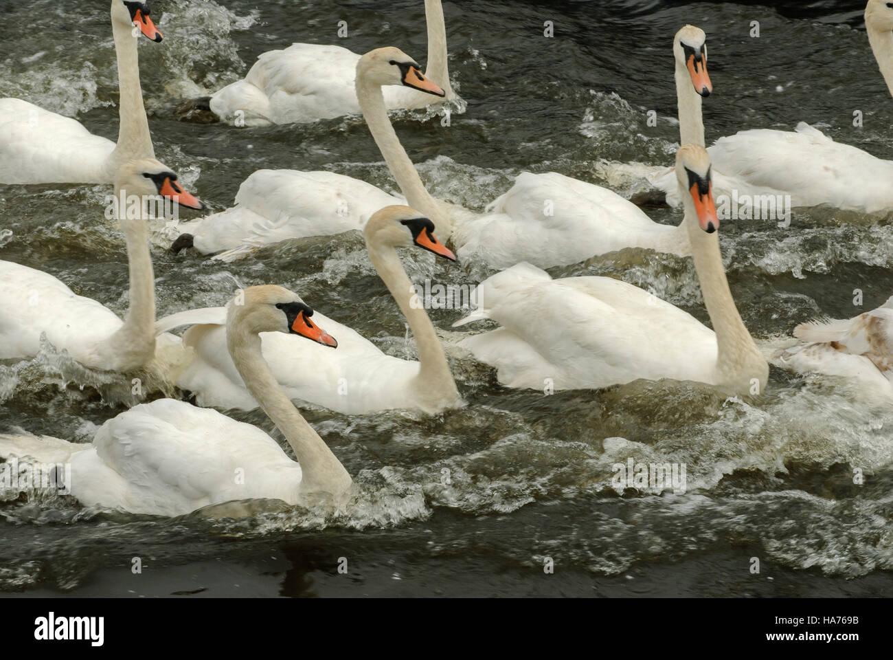 Un gruppo o una miriade di cigni nuotare in acqua grezza sul fiume Tweed, Northumberland, Inghilterra Foto Stock