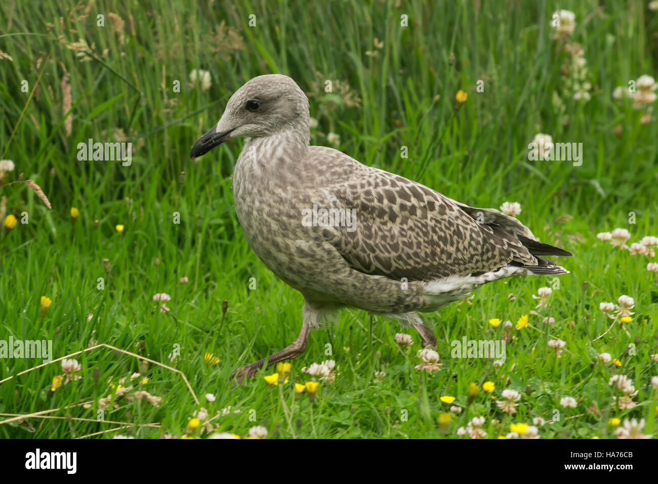Giovani aringhe gabbiano con piume grigie e piumaggio Foto Stock