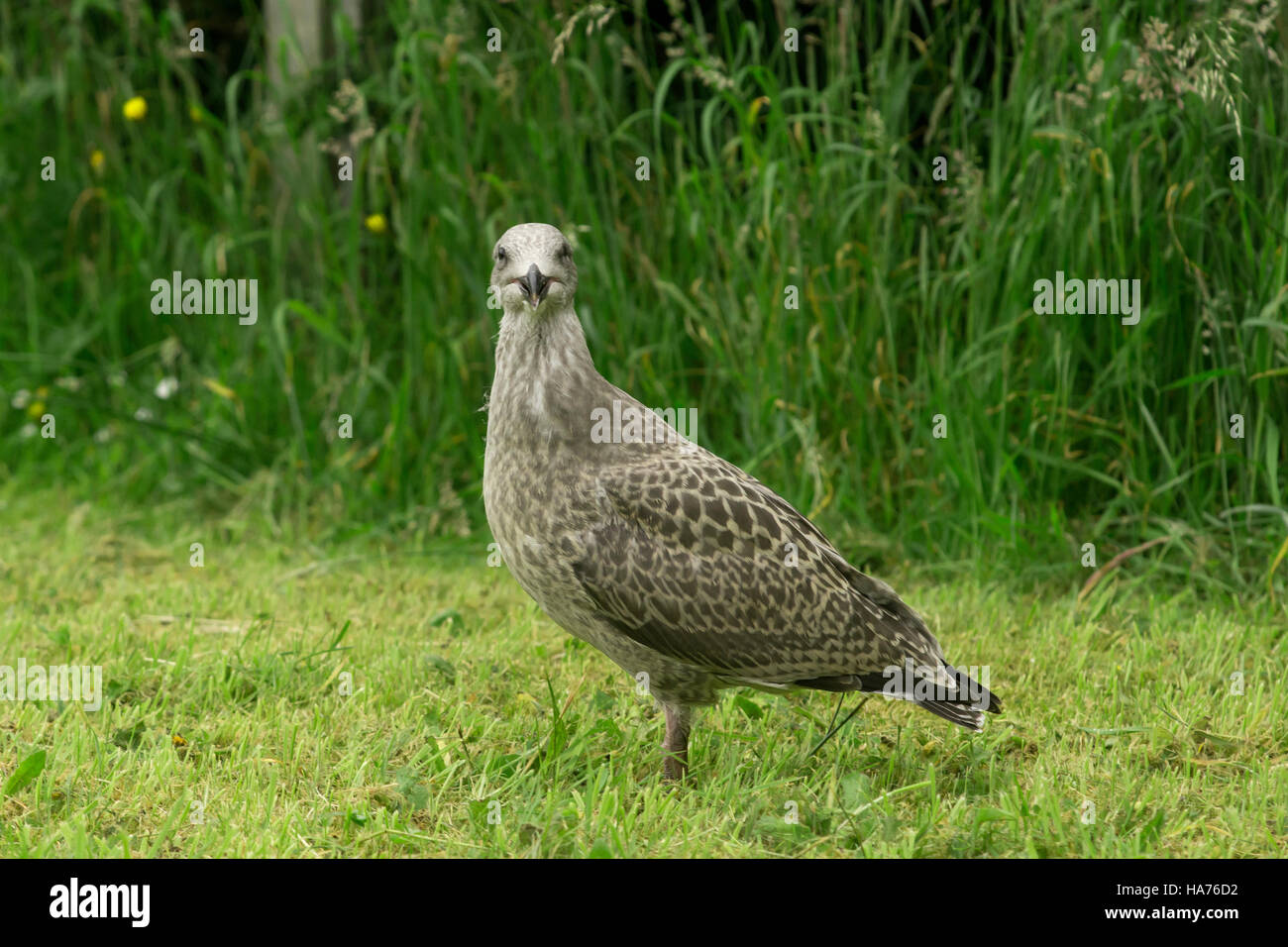 Giovani aringhe gabbiano con piumaggio grigio guardando e guardando curioso Foto Stock