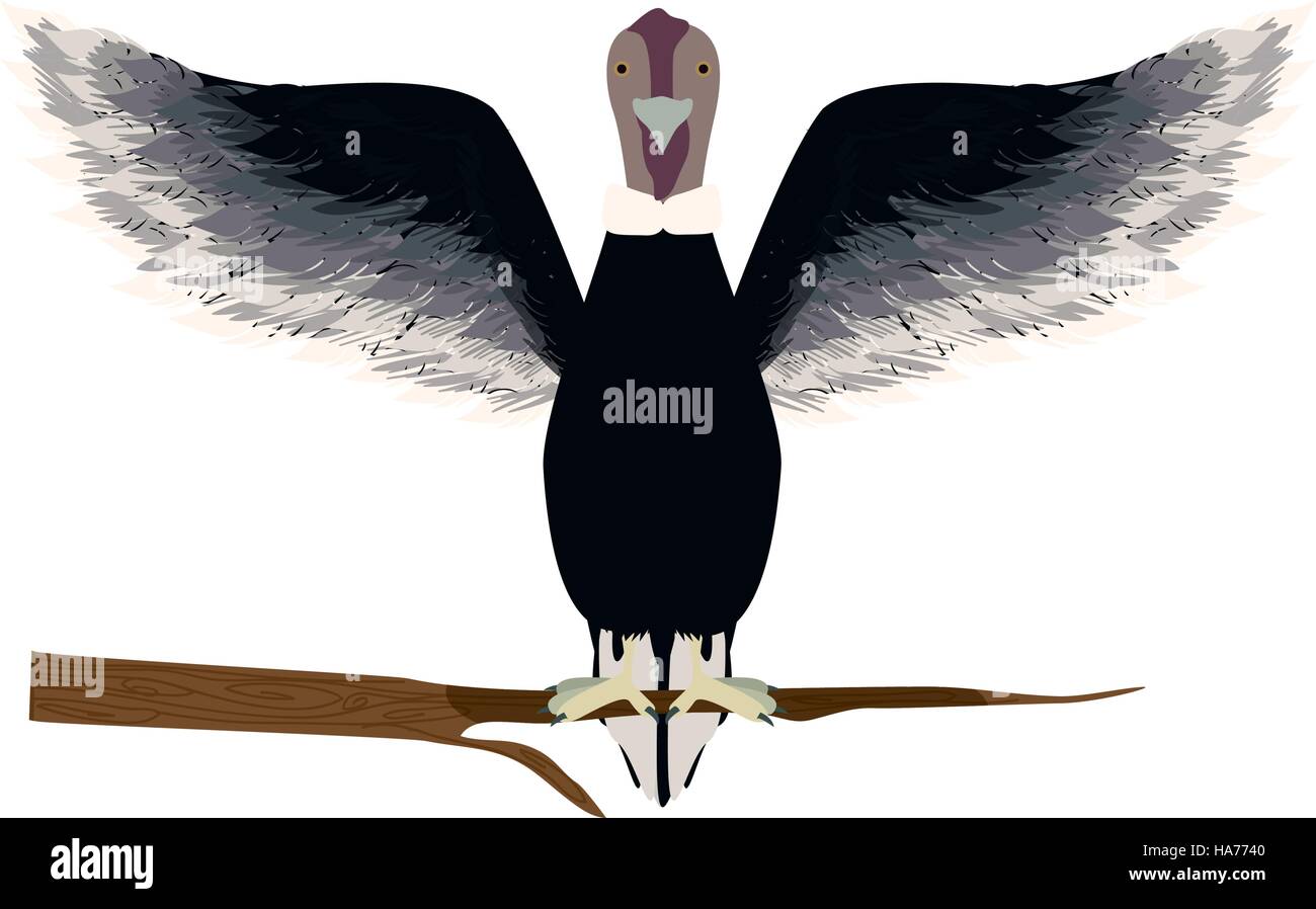 Condor uccello animale nel ramo illustrazione vettoriale Illustrazione Vettoriale