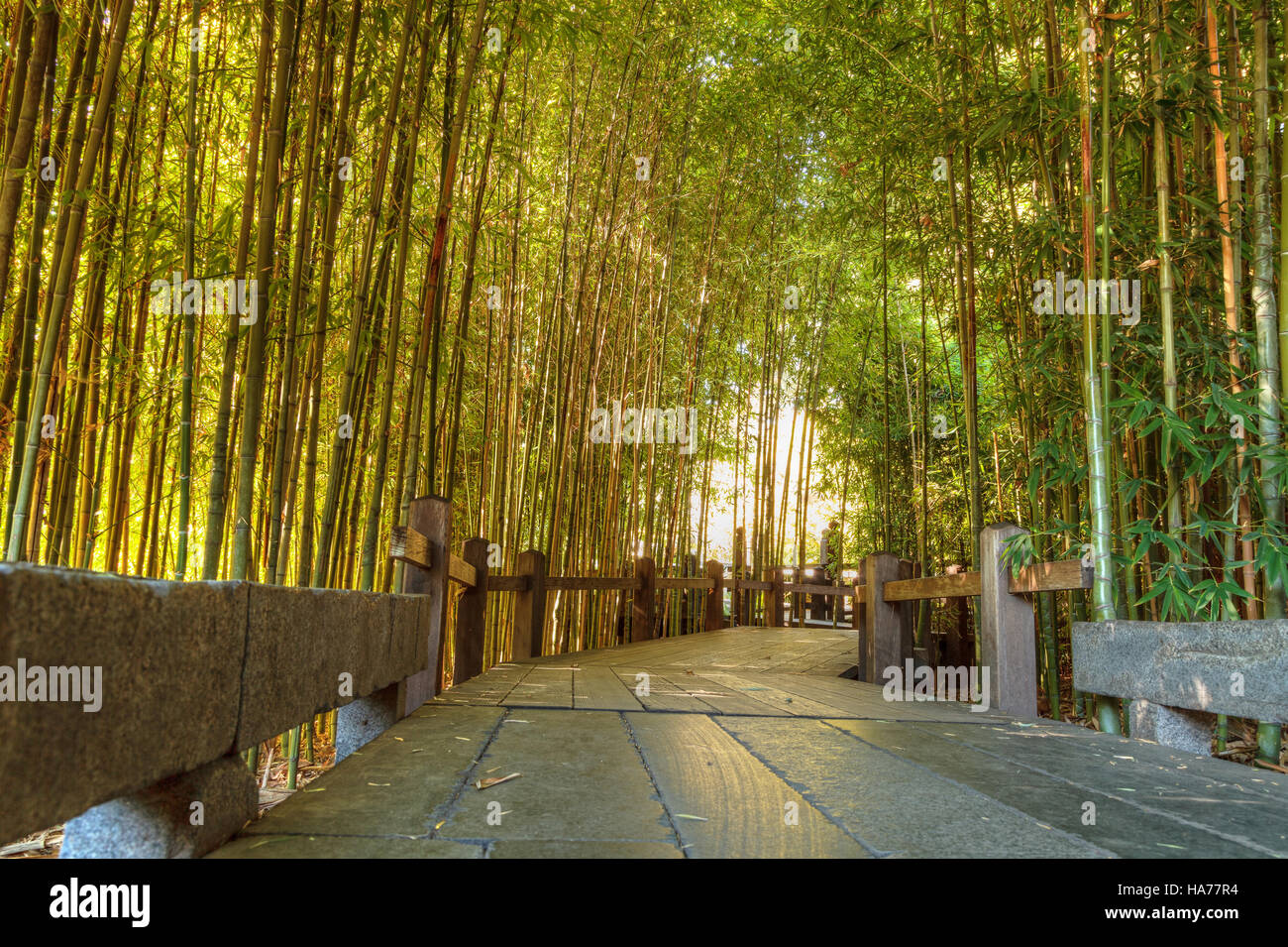 Percorso di bambù con spessi cinesi di bamboo di altezza crescente e raggiungendo skyward Foto Stock