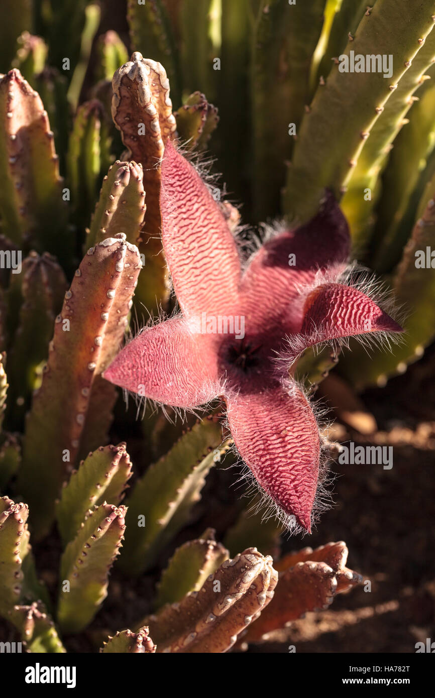 Fiore rosso fiorisce su una Stapelia gigantea cactus ed è anche chiamato starfish fiore e cresce in Africa Foto Stock