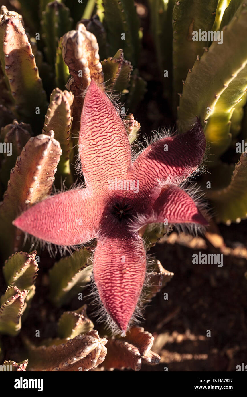 Fiore rosso fiorisce su una Stapelia gigantea cactus ed è anche chiamato starfish fiore e cresce in Africa Foto Stock