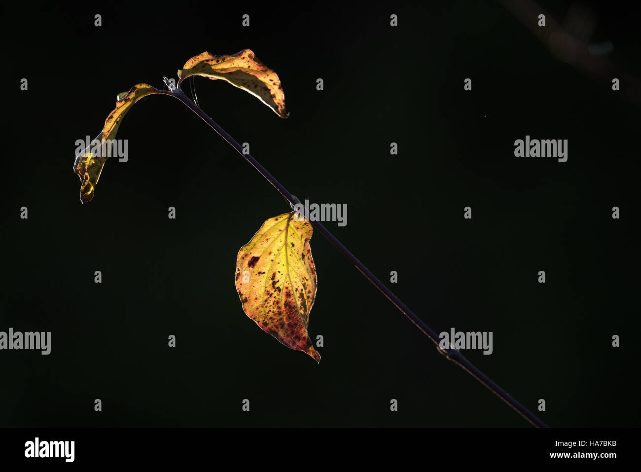 Lasciate appese alla vita prima di morire Foto Stock