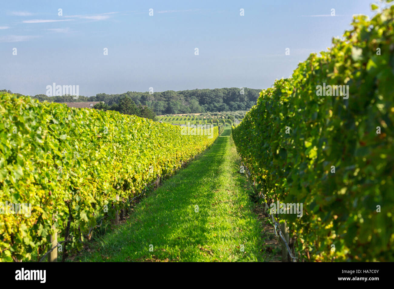 Vino vigna in Eastern Long Island con uva sulla vite Foto Stock