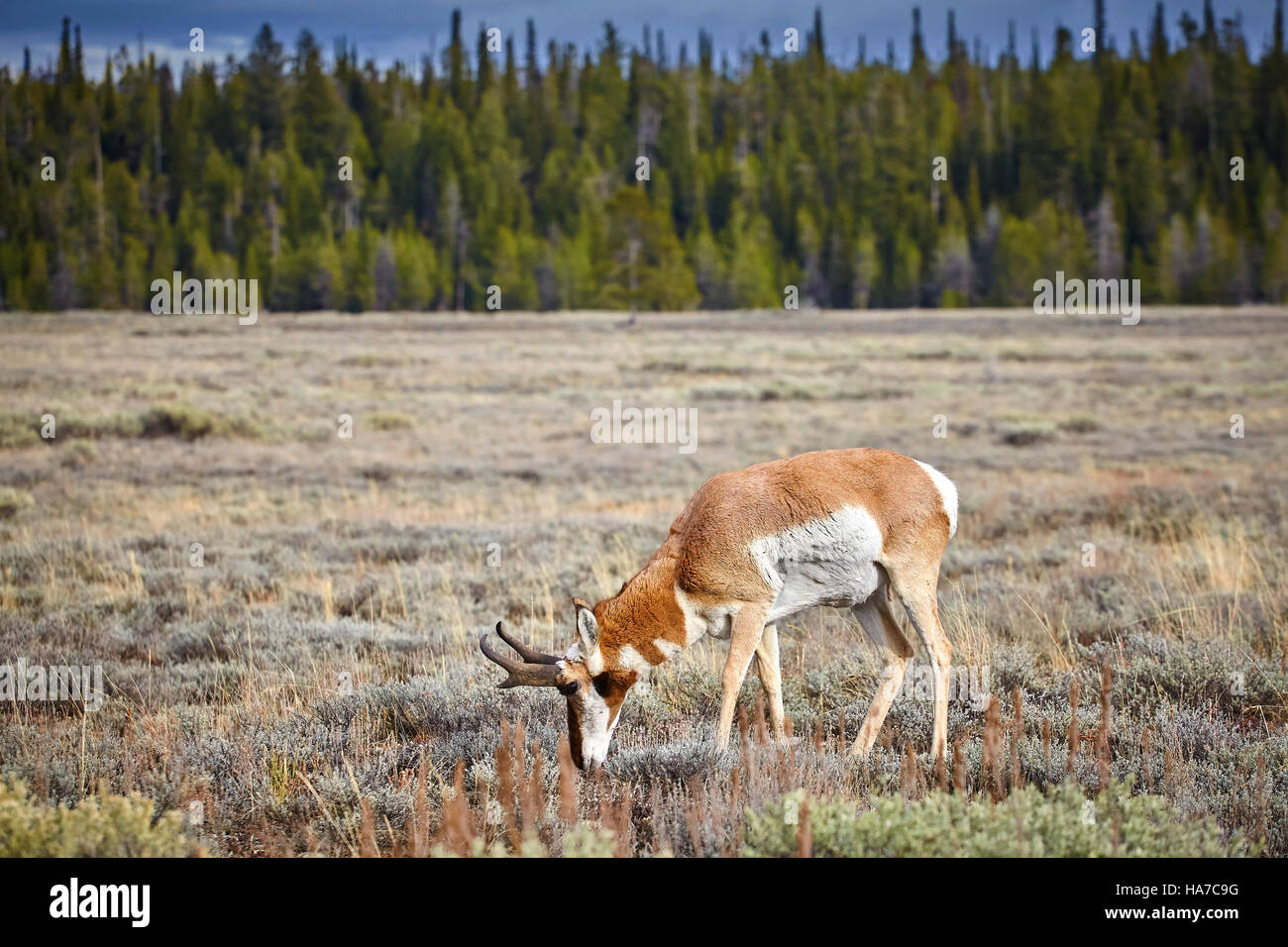 Pronghorn pascolare nel Parco Nazionale di Grand Teton, Wyoming negli Stati Uniti. Foto Stock