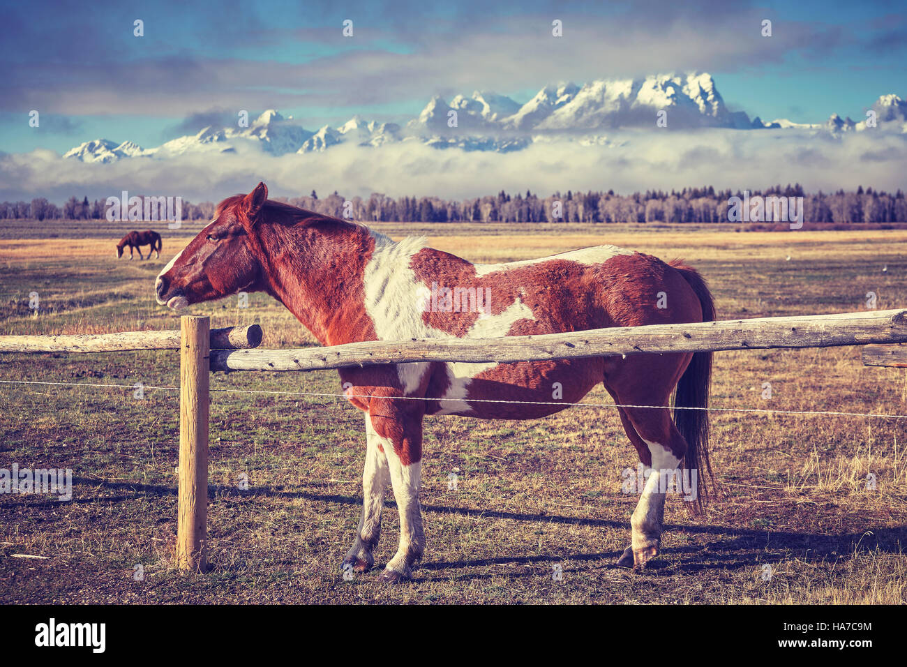Vintage foto dai toni di un cavallo dietro il recinto in legno, il Parco Nazionale del Grand Teton, Wyoming negli Stati Uniti. Foto Stock