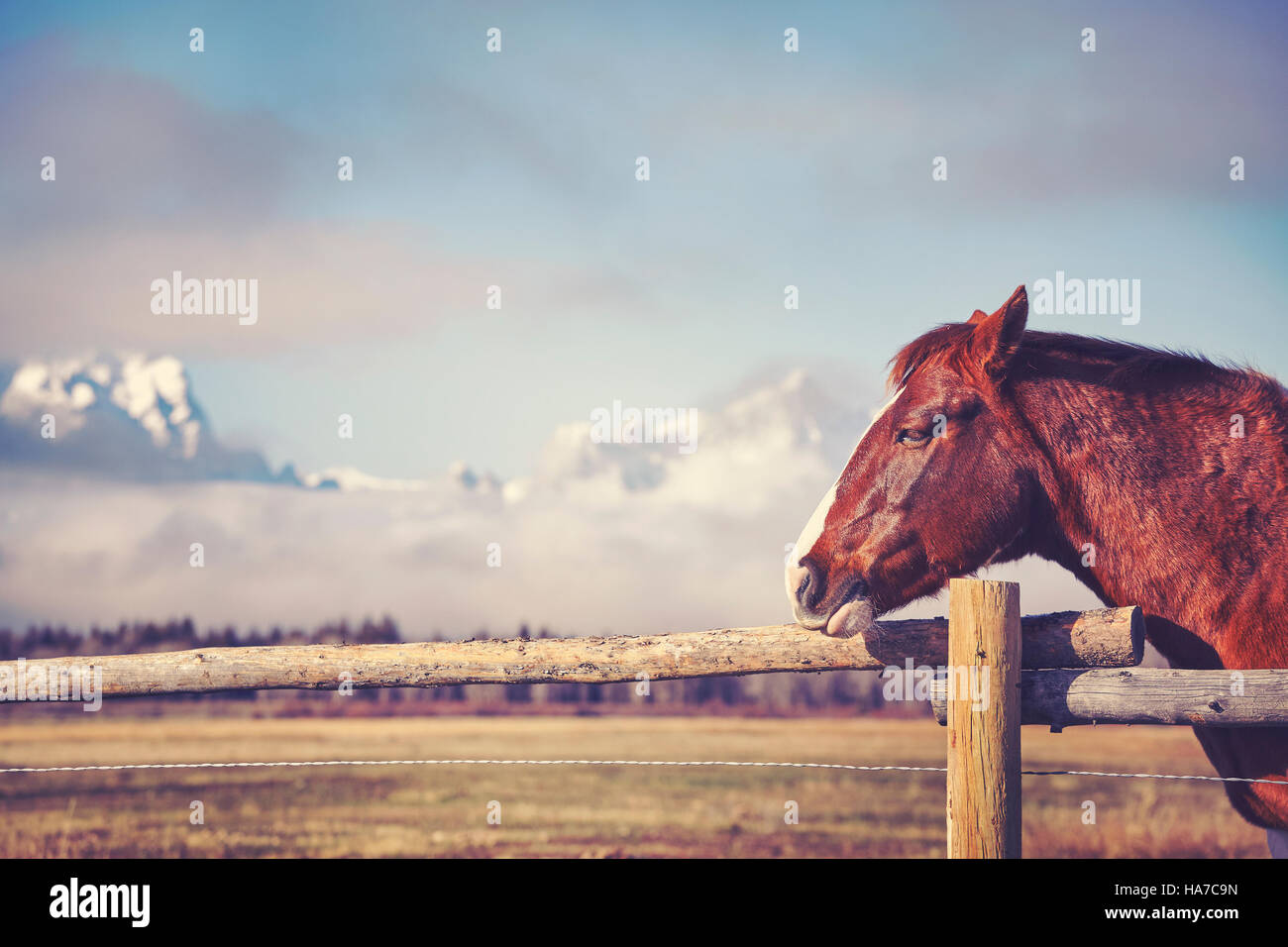 Vintage tonica ritratto di una castagna cavallo, spazio per il testo, Wyoming negli Stati Uniti. Foto Stock