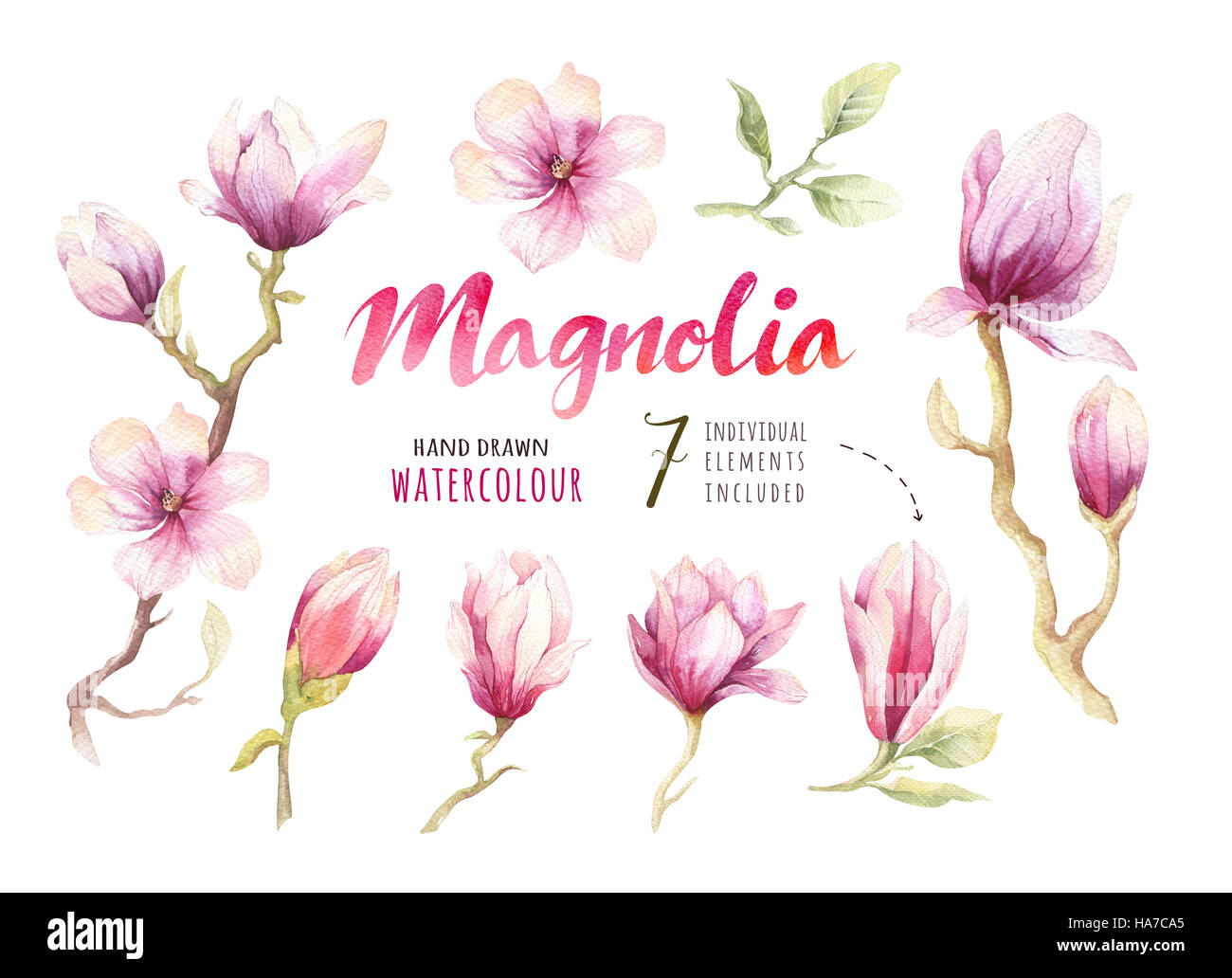 La pittura ad acquerello Magnolia blossom fiore decorazione di sfondo Foto Stock