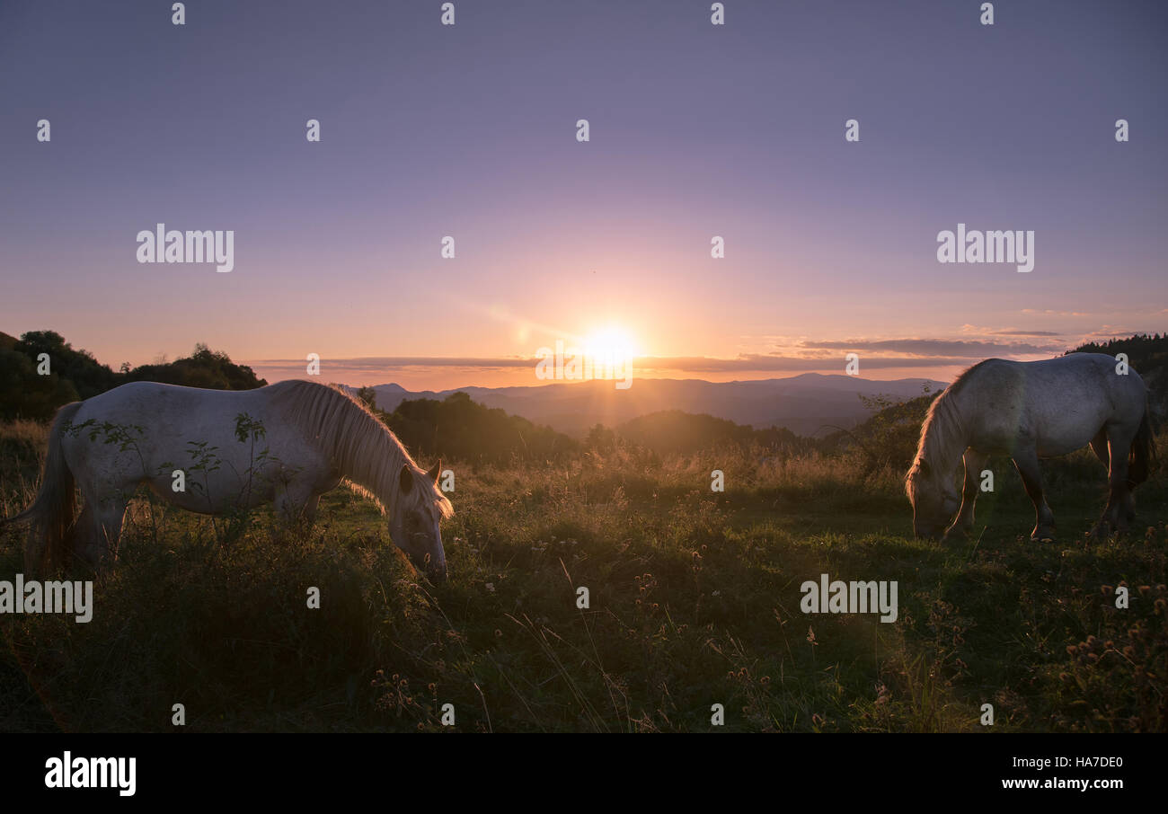 Due cavalli alimentazione prima di Alba. Foto Stock