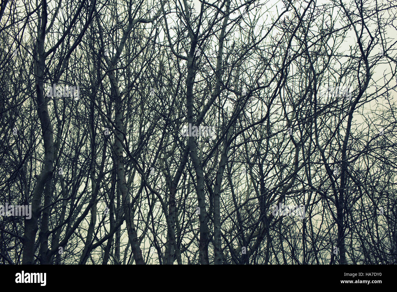 Abstract in bianco e nero e a colori bianco sagome di rami di alberi contro il cielo Foto Stock