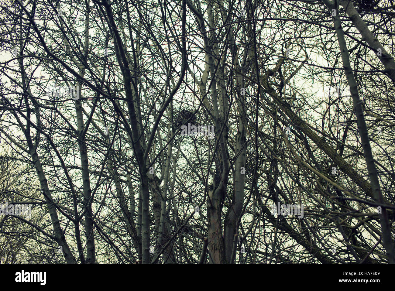 Abstract in bianco e nero e a colori bianco sagome di rami di alberi contro il cielo Foto Stock