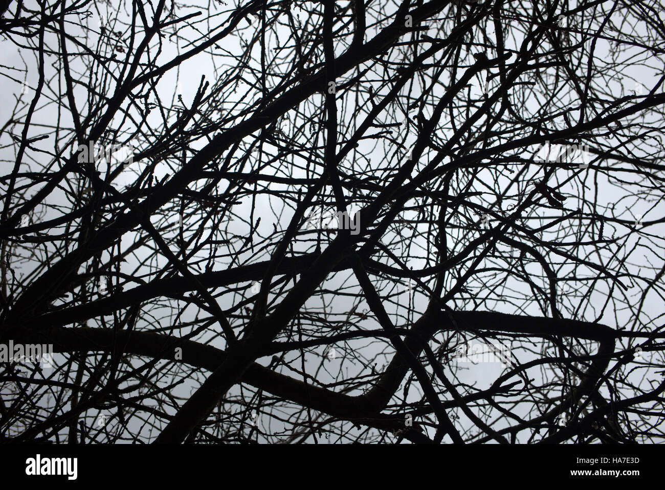 Abstract in bianco e nero e a colori bianco sagome di rami di alberi contro il cielo Foto Stock