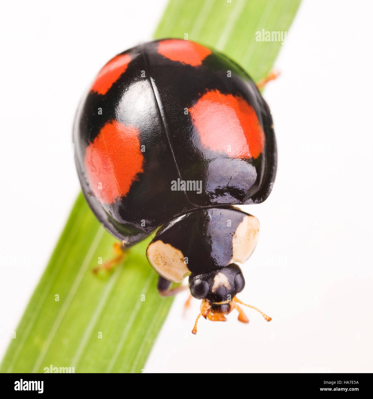 Due macchie Lady Beetle (Adalia bipunctata), specie nero Foto Stock