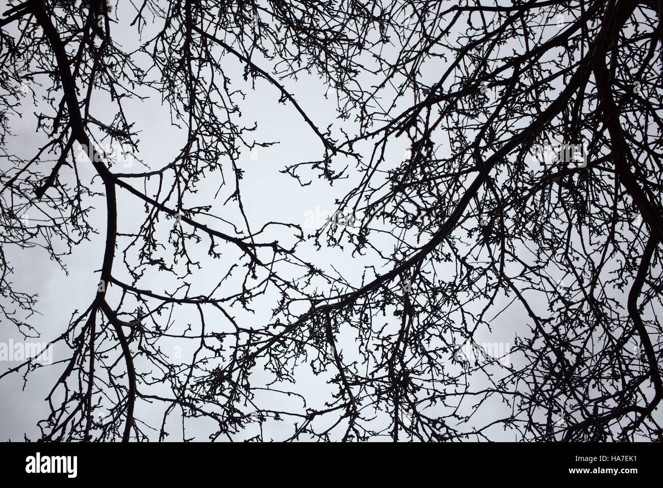Abstract in bianco e nero e a colori bianco sagome di rami di alberi contro il cielo Foto Stock