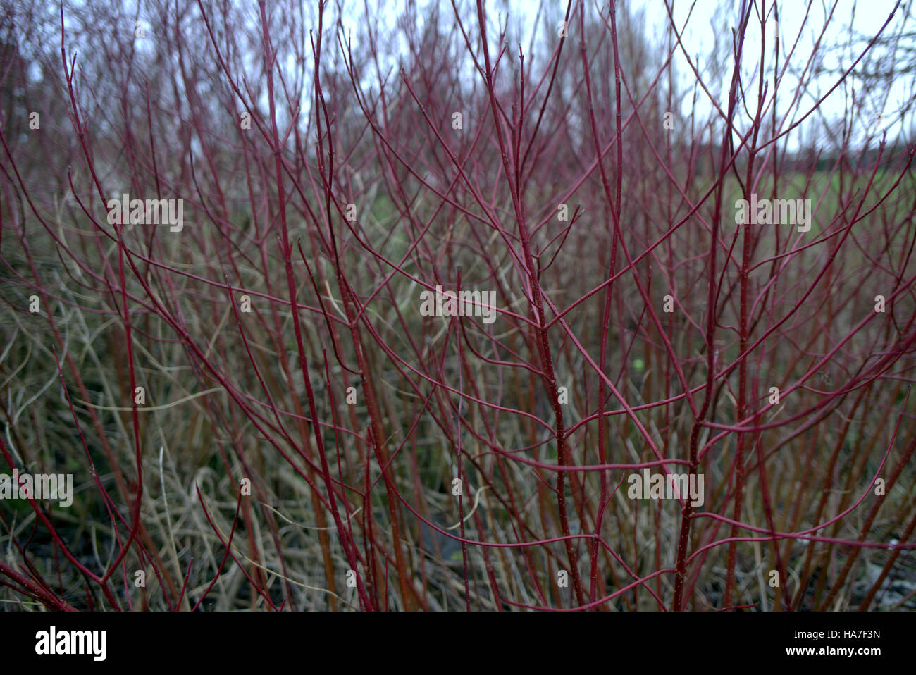 Ramoscelli rami di alberi di foglie di sfondo modelli Foto Stock